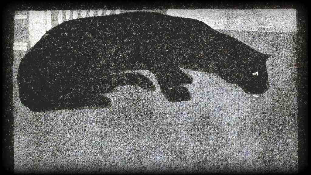 Der Panther