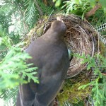 12. Bruttag: Rückkehr zum beraubten Nest