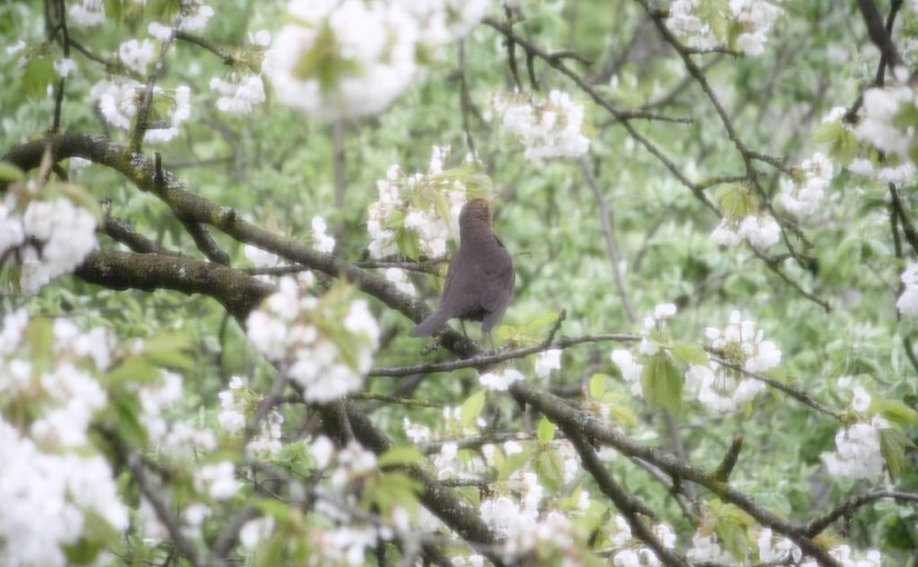 Amselweibchen zur Kirschblüte